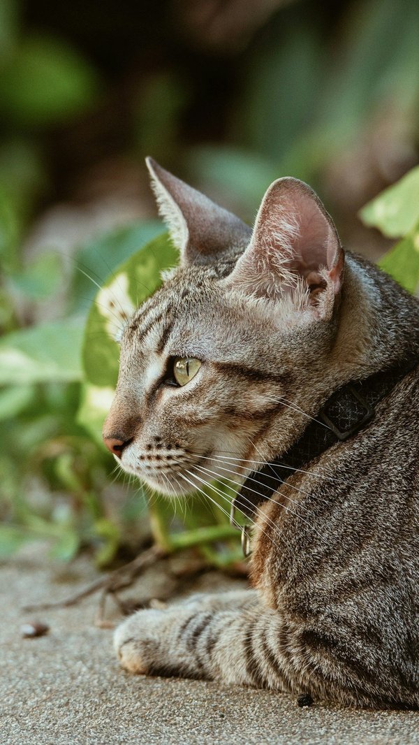 ¿Cómo diseñar un área de juego estimulante para un gato en un espacio pequeño?